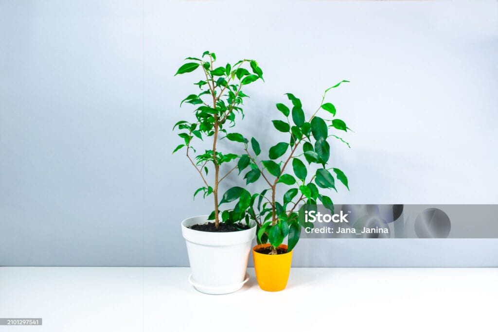 12 Psychological Signs to Identify Genuine Connection in 2025